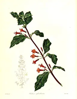 Fuchsia: Fuchsia parviflora