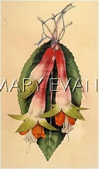 Fuchsia: FUCHSIA SERRATIFOLIA