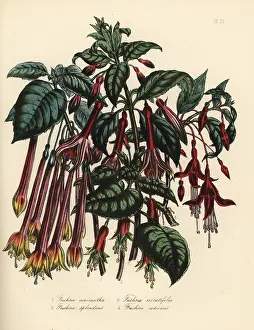Fuchsia: Fuchsia species