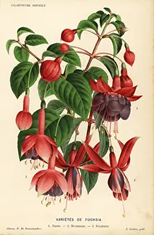 Fuchsia: Fuchsia varieties: Fritz, Mathilde and Juliette