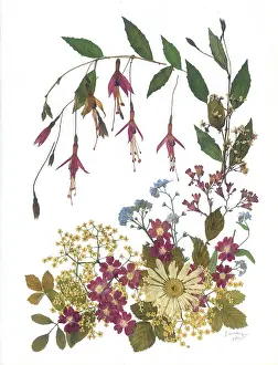 Forget Me Not: Fuchsias, Forget-me-not and Daisy