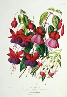 Fuchsia: Fuchsias sp. Princess of Wales