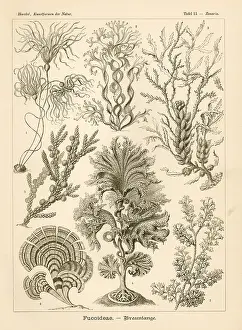 Spinosa: Fucoideae seaweeds and algae