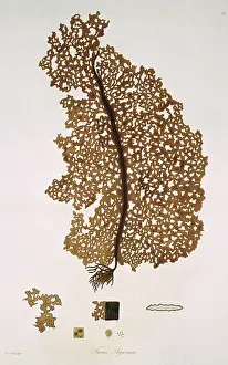 Alga: Fucus agarum, kelp