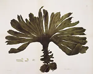 Alga: Fucus bulbosus, kelp