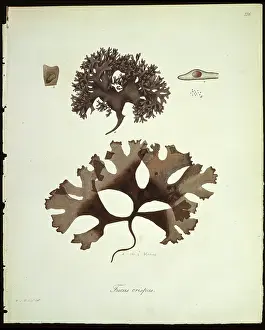 Alga: Fucus crispus, kelp