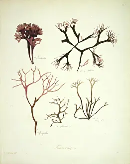 Alga: Fucus crispus, kelp