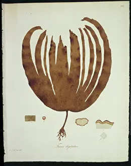 Alga: Fucus digitatus, kelp