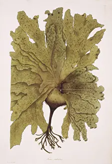Alga: Fucus radiatus, kelp