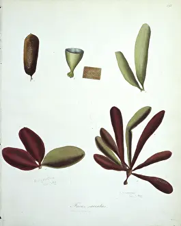 Alga: Fucus saccatus, kelp