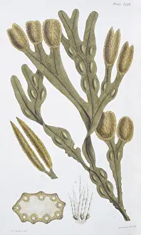 Alga: Fucus vesiculosis, bladderwrack