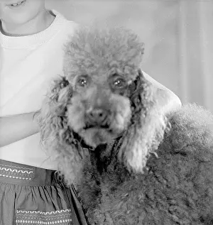 Fudge: Fudge, Maxine Bernstein's Dog