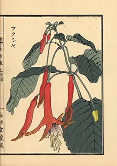 Fuchsia: Fukusha or fuchsia, Fuchsia