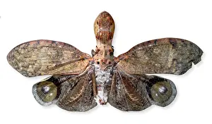 Peanut: Fulgora laternaria, peanut head bug