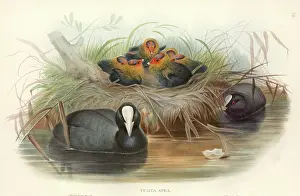 Forehead: Fulica atra, common coot
