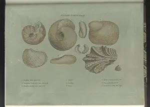 Depictions: Fullers Earth fossils
