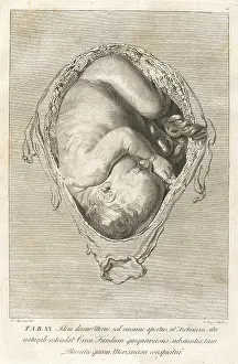 Fetus: Fully developed human fetus in utero. Engraving ?