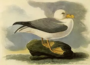 Fulmar: Fulmar