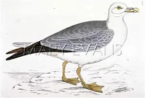 Fulmar: FULMAR (MORRIS)