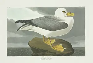 Fulmar: Fulmarus glacialis, northern fulmar