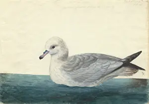 Fulmar: Fulmarus glacialoides, southern fulmar