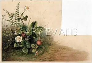 Fulness: FULNESS OF JOY PLATE 25