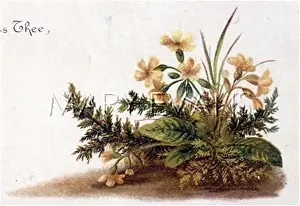 Fulness: FULNESS OF JOY PLATE 6