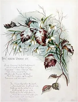 Galanthus: FULNESS OF JOY PLATE 7