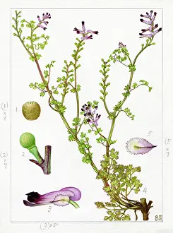 Fumaria: Fumaria borae