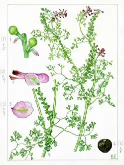 Strudwick: Fumaria micrantha - close-flowered fumitory