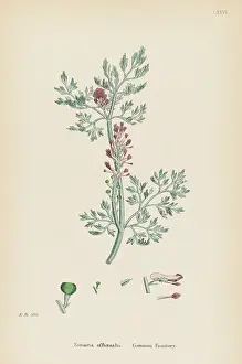 Fumaria: FUMARIA OFFICINALIS