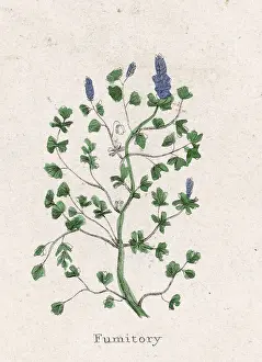 Officinalis: FUMARIA OFFICINALIS