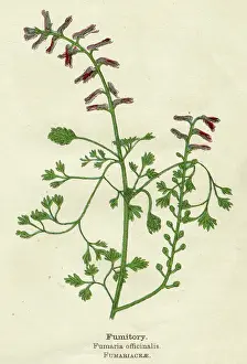 Officinalis: FUMARIA OFFICINALIS