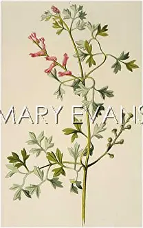 Fumaria: FUMARIA OFFICINALIS
