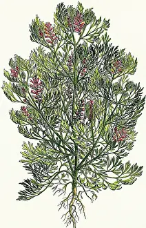 Officinalis: Fumaria officinalis. Colored engraving