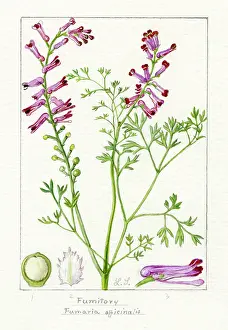 Snelling: Fumaria officinalis - the common fumitory