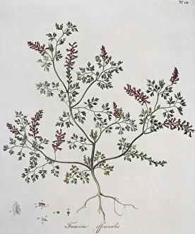 Officinalis: Fumaria officinalis, fumitory