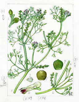 Everard: Fumaria parviflora - fineleaf fumitory