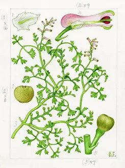 Everard: Fumaria vaillantii