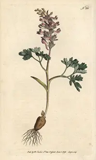 Sansom: Fumewort, Corydalis solida