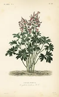 Corydalis: Fumewort, Corydalis solida