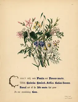 Hemlock: Fumiter, Furrow weeds, Hardocks, Hemlock