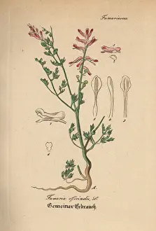 Fumaria: Fumitory, Fumaria officinalis