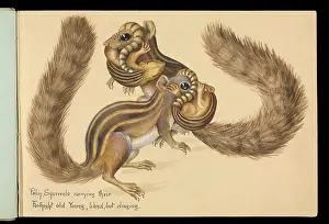 Rodentia: Funambulus sp.; Palm squirrels carrying young