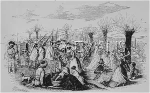 Sardine: FUNERAL OF SARDINE