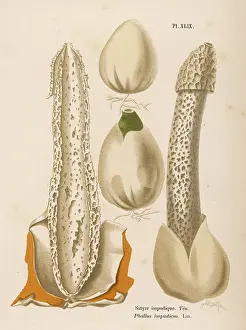 Impudicus: Funghi