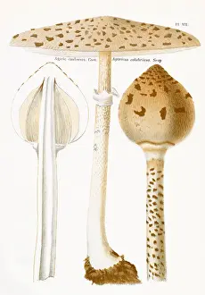 Agaricus: Funghi