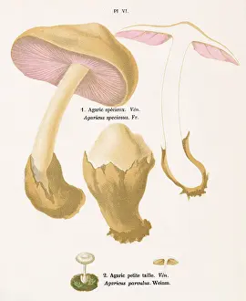 Agaricus: Funghi