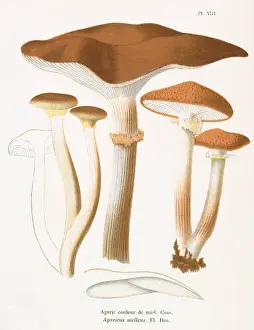 Agaricus: Funghi