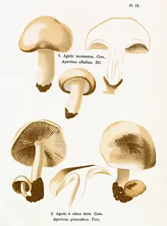 Agaricus: Funghi
